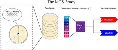 Non-invasive cancer detection in canine urine through Caenorhabditis elegans chemotaxis